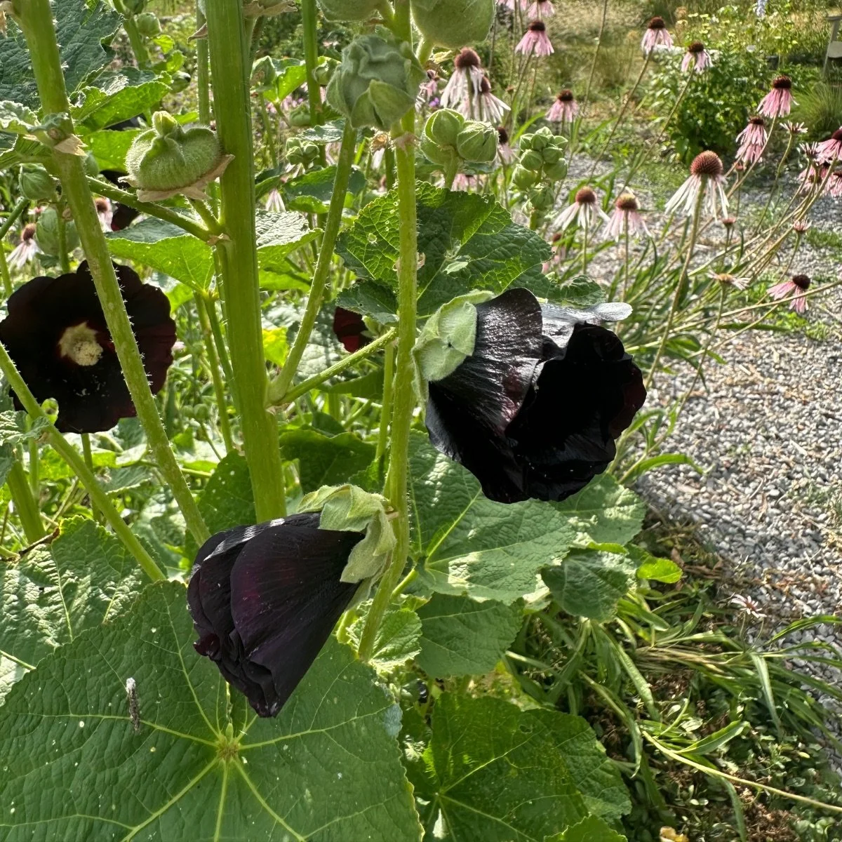 black-arabian-night_alcea-rosea__photo__1200x1200.jpg