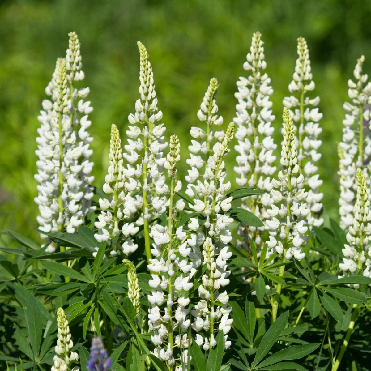 russell-white_lupinus-polyphyllus__photo__1200x1200.jpg