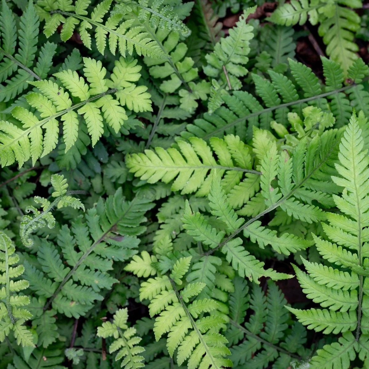 godzilla_fern-athyrium-niponicum__photo__1200x1200.jpg