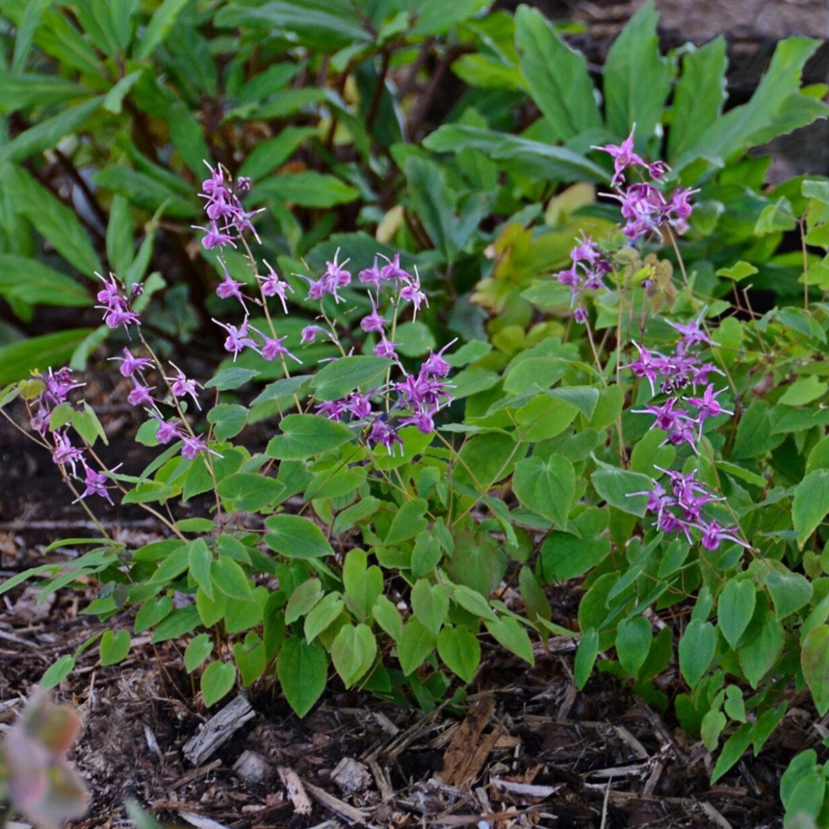 lilafee_epimedium-grandiflorum__photo__1200x1200.jpg