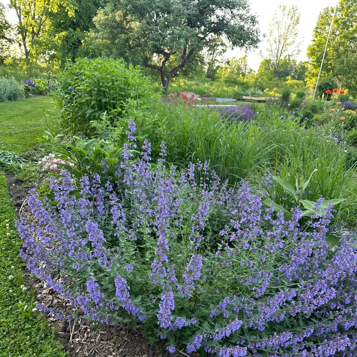 walker-s-low_nepeta-s-low__photo__1200x1200.jpg