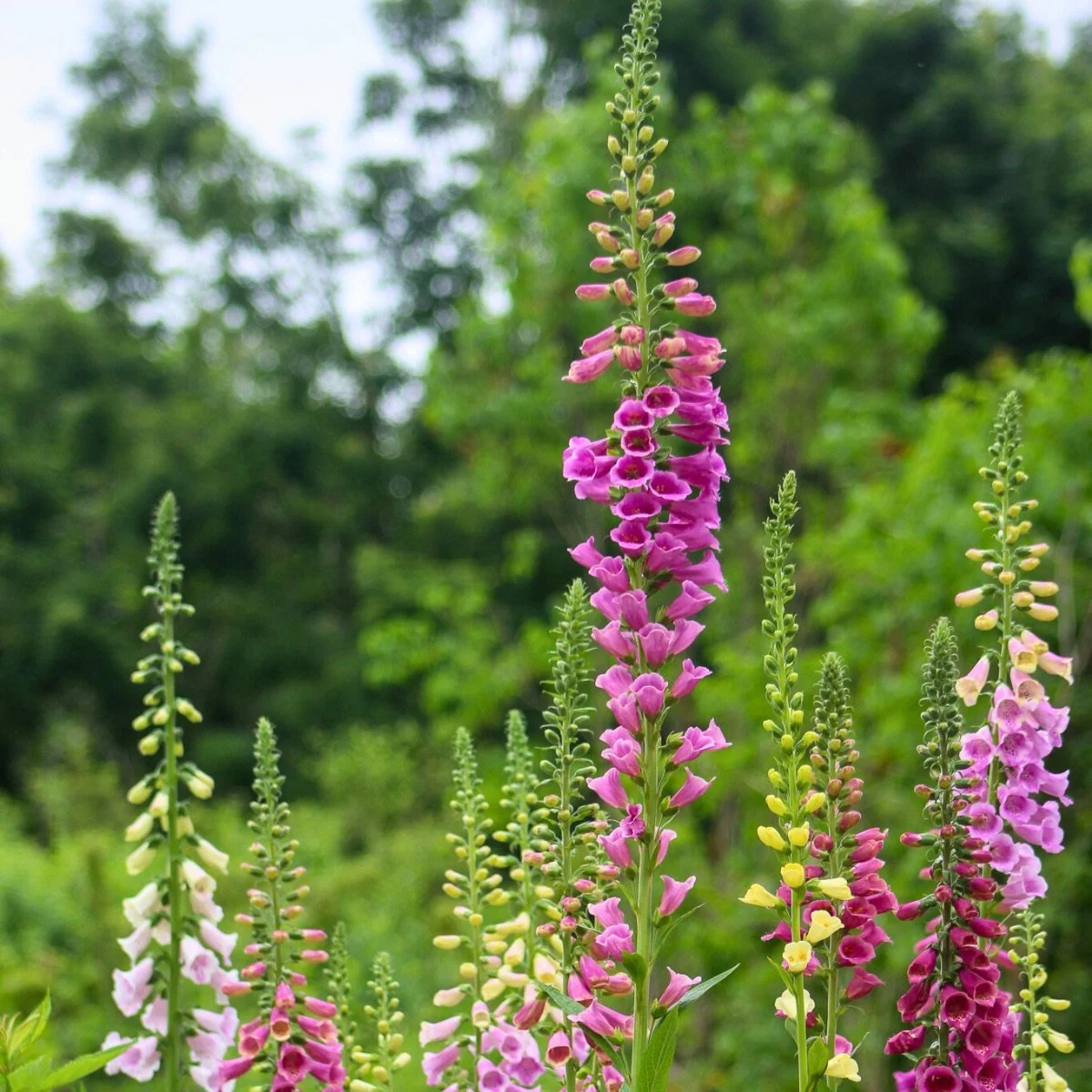 foxy_digitalis-purpurea__photo__1200x1200.jpg