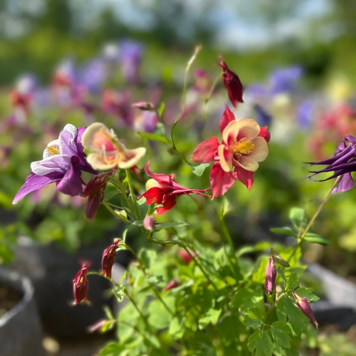 selection-mix_aquilegia-vulgaris__photo__1200x1200.jpg