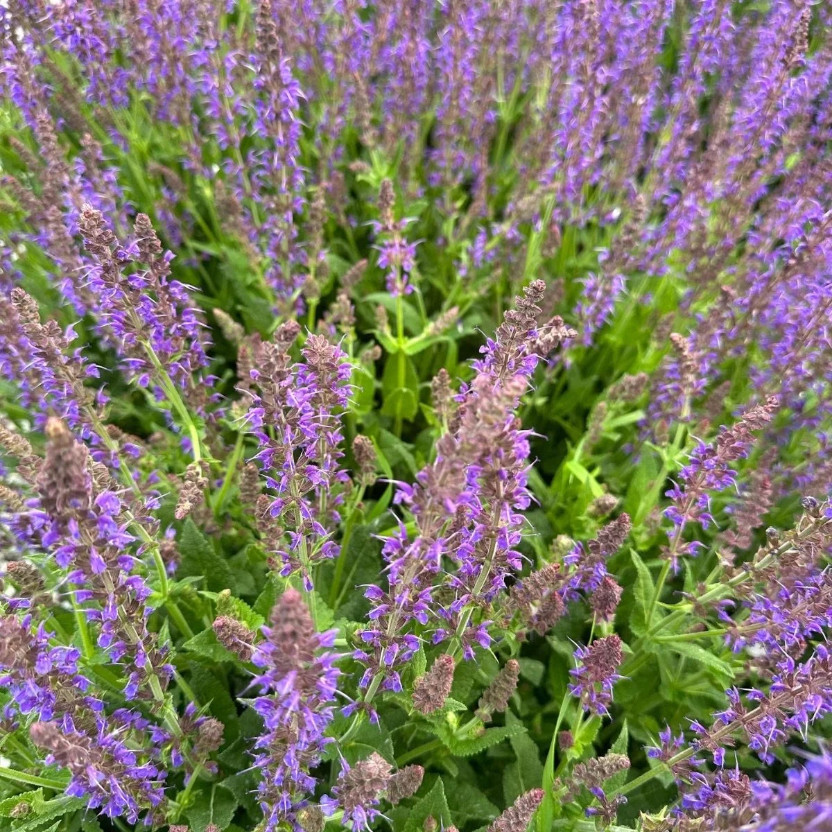 may-night_salvia-nemorosa__photo__1200x1200.jpg