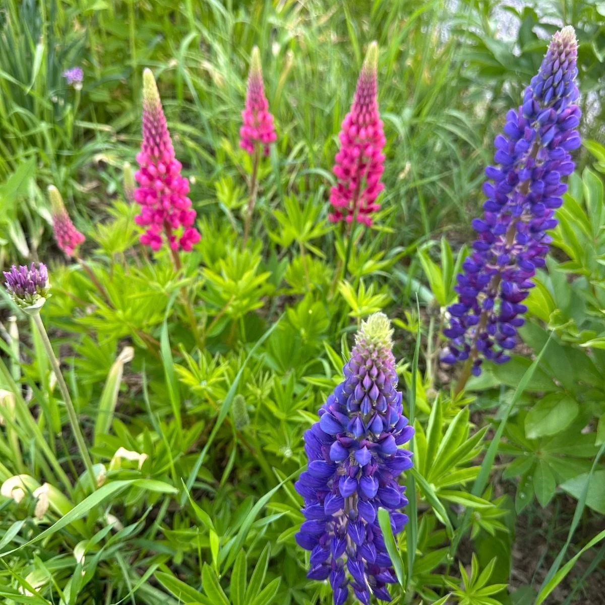 russell-mix_lupinus-polyphyllus__photo__1200x1200.jpg