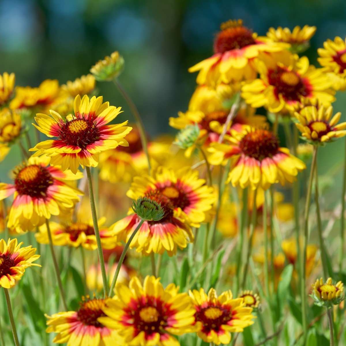 gaillardia-aristata__photo__1200x1200.jpg