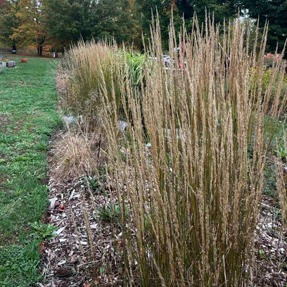 karl-foerster_calamagrostis-acutiflora__photo__1200x1200.jpg