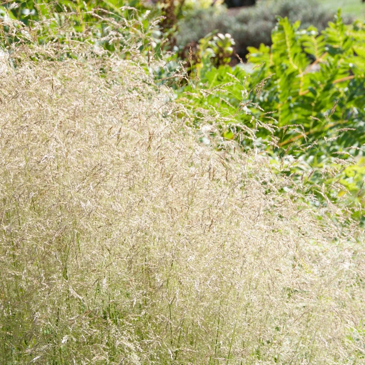 deschampsia-cespitosa__photo__1200x1200.jpg
