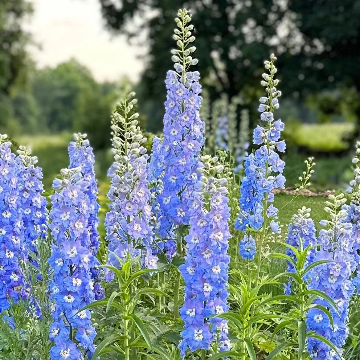 magic-fountain-mix_delphinium__photo__1168x1168.jpg