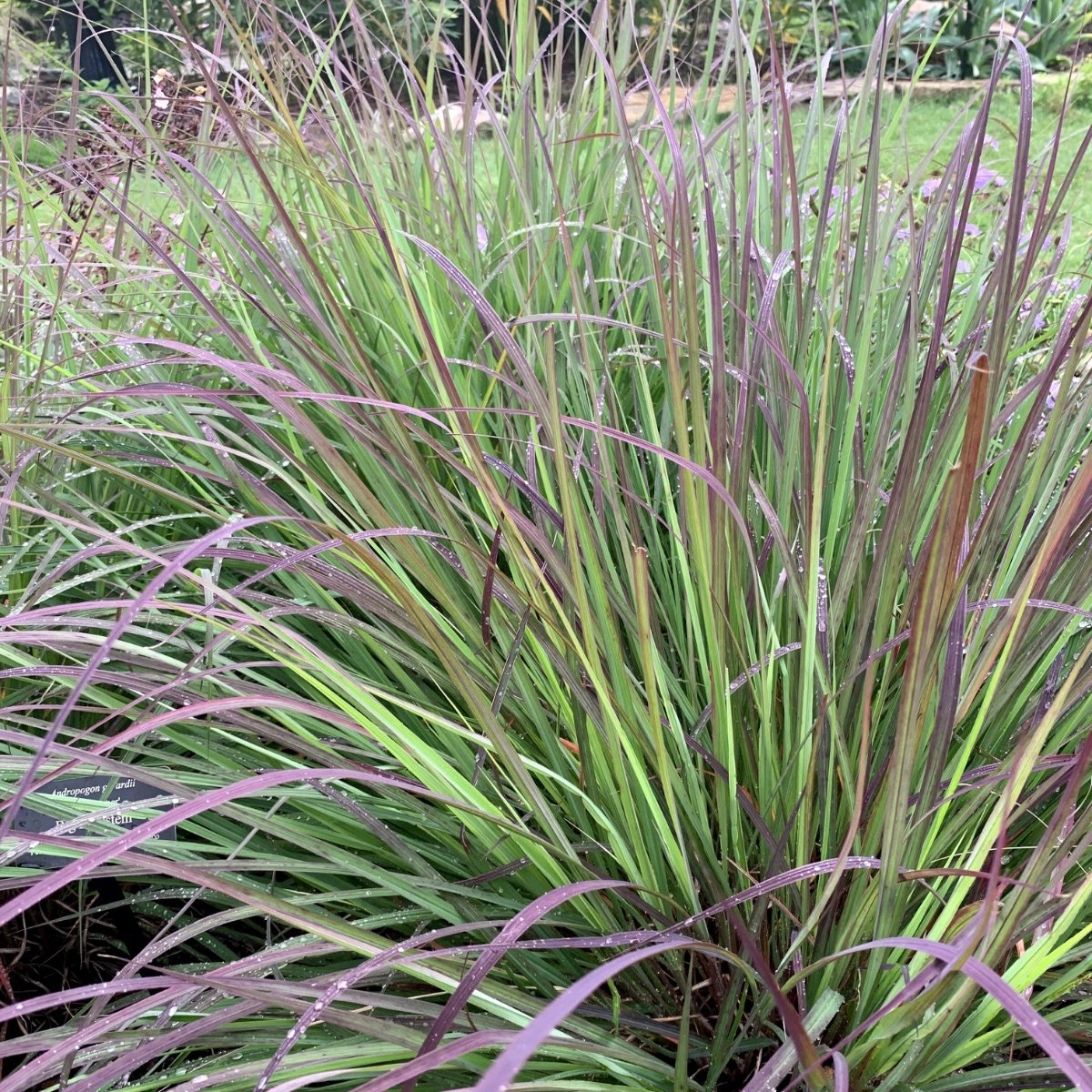 the-blues_schizachyrium-scoparium__photo__1200x1200.jpg