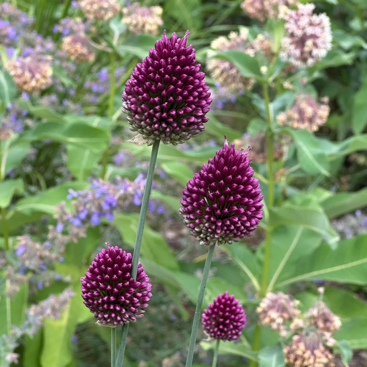 drumstick_allium-sphaerocephalon__photo__1200x1200.jpg