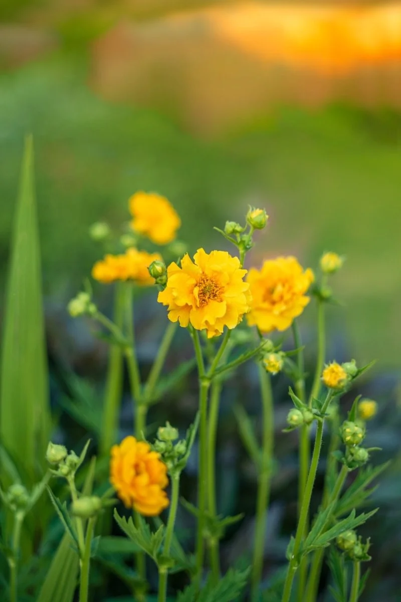 lady-stratheden_geum__photo__800x1200.jpg