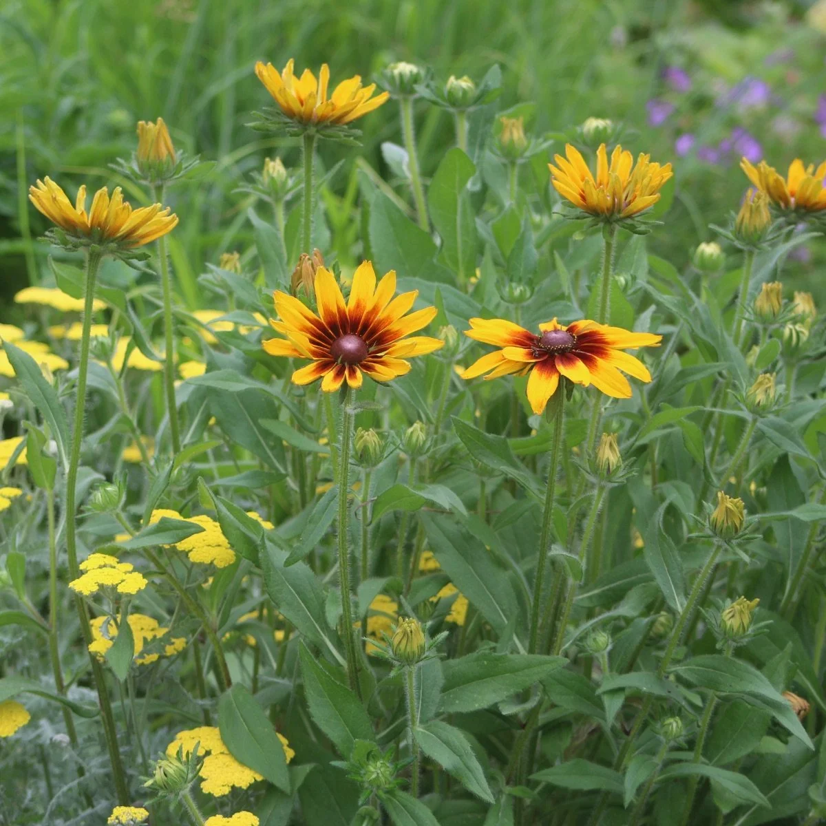 rudbeckia-hirta__photo__1200x1200.jpg