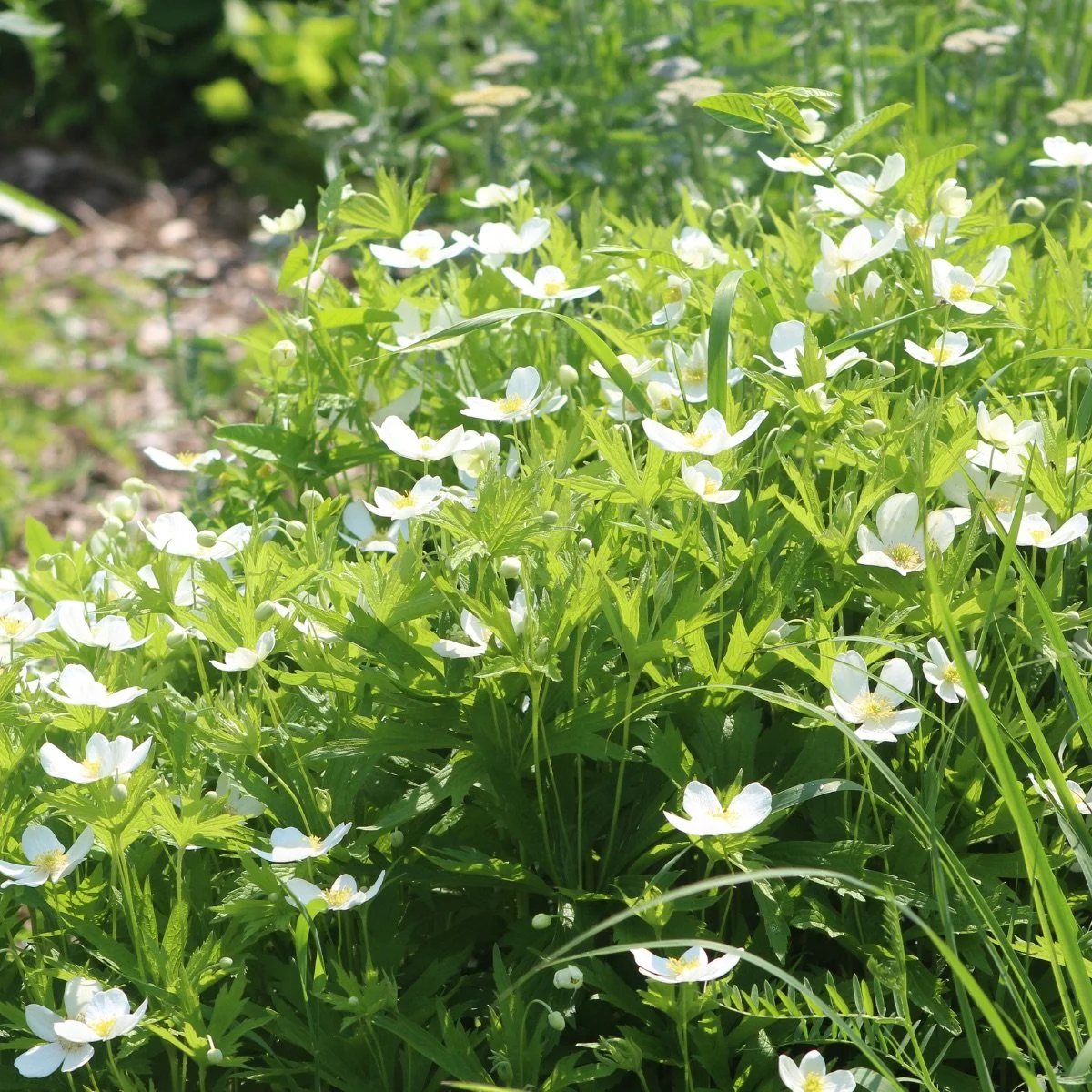 alba_geranium-sanguineum__photo__1200x1200.jpg