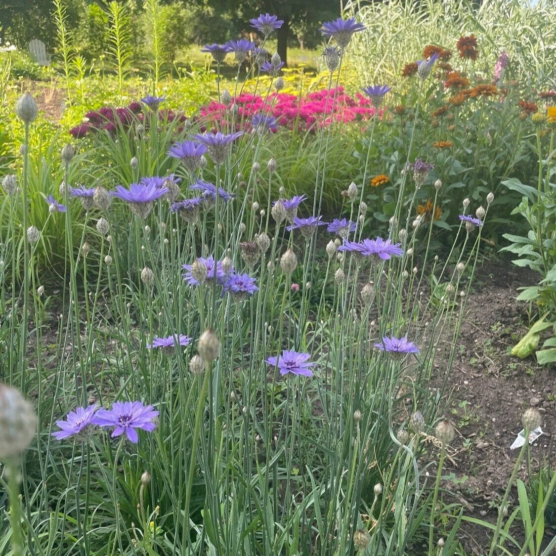 amor-blue_catananche-caerulea__photo__1125x1125.jpg
