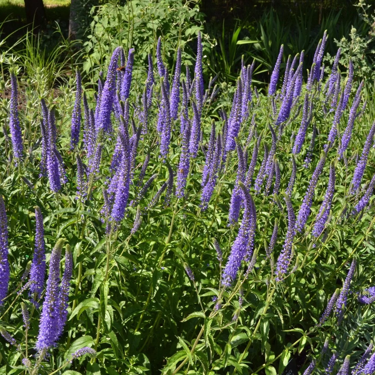veronica-longifolia__photo__1200x1200.jpg