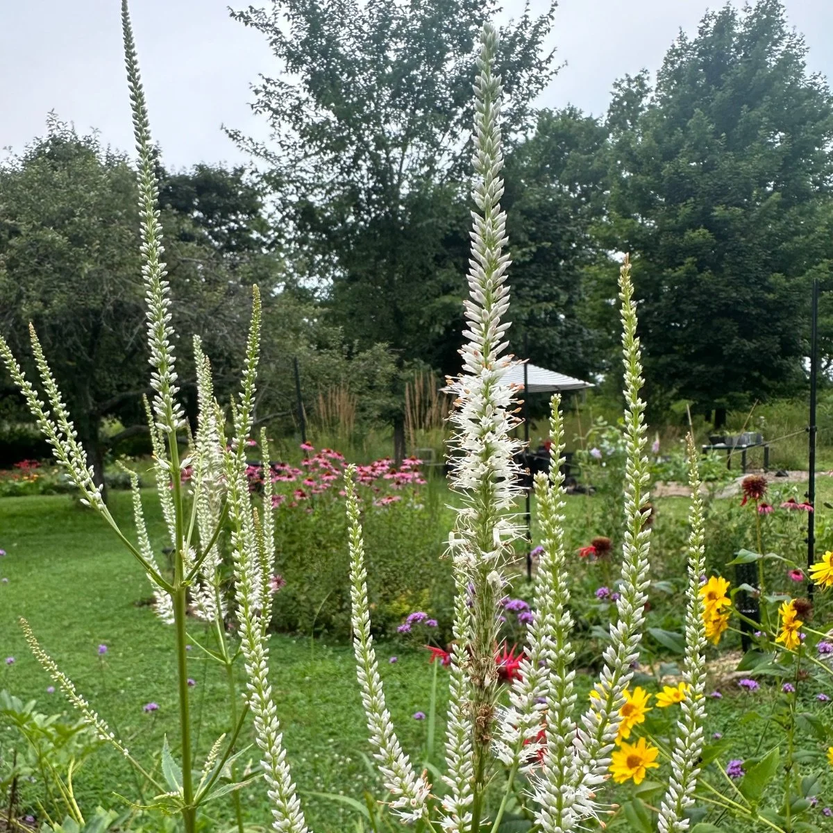 veronicastrum-virginicum__photo__1200x1200.jpg
