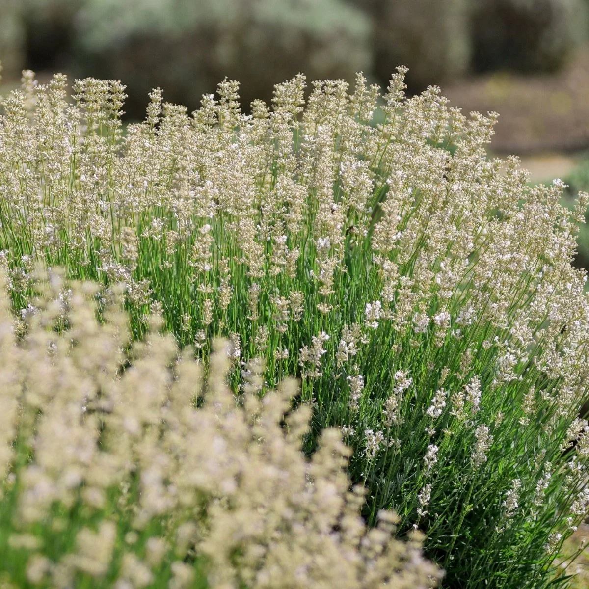 ellagance-snow_lavandula-angustifolia__photo__1200x1200.jpg