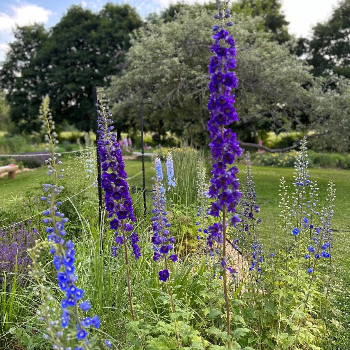 pacific-giant-mix_delphinium__photo__1200x1200.jpg