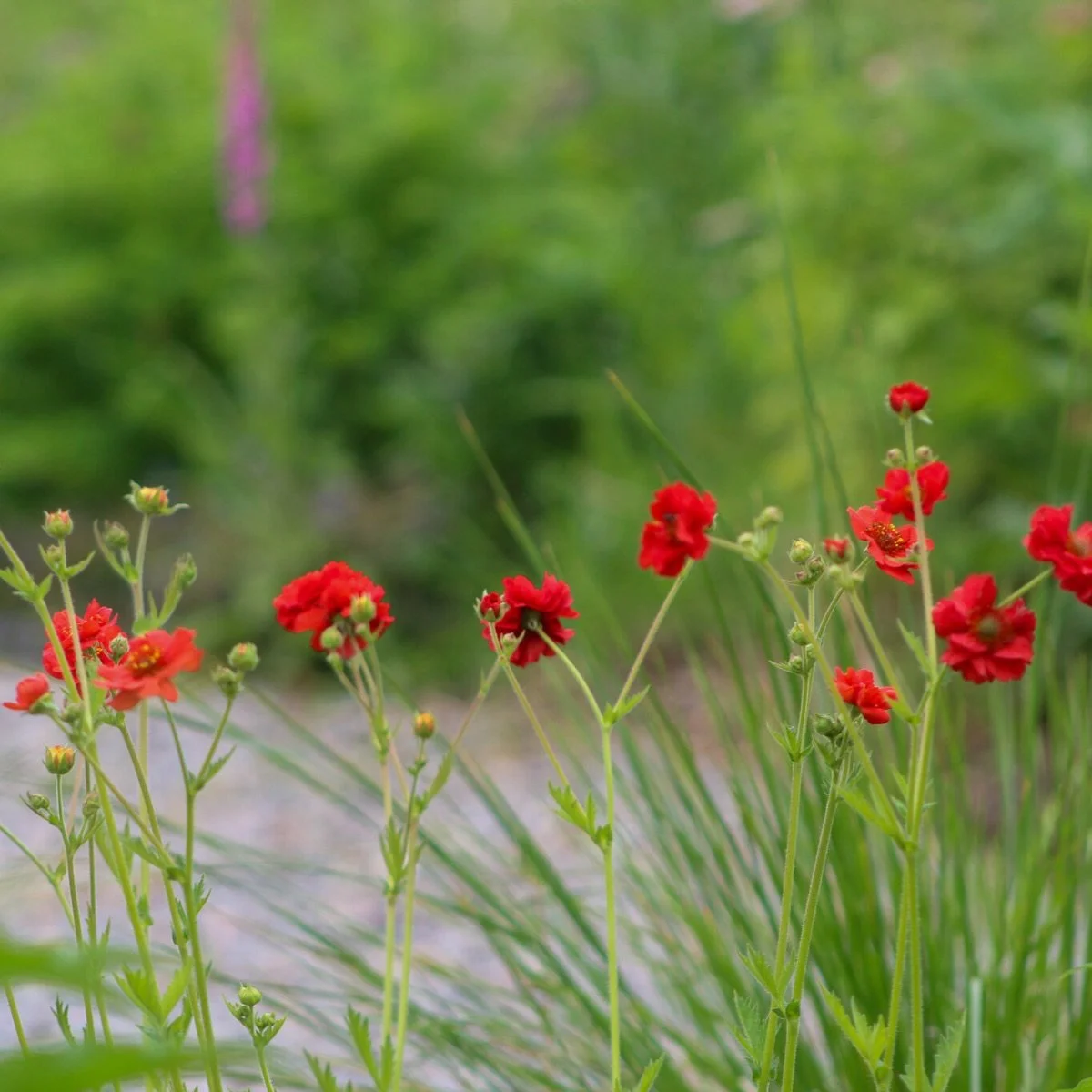 mrs-bradshaw_geum__photo__1200x1200.jpg