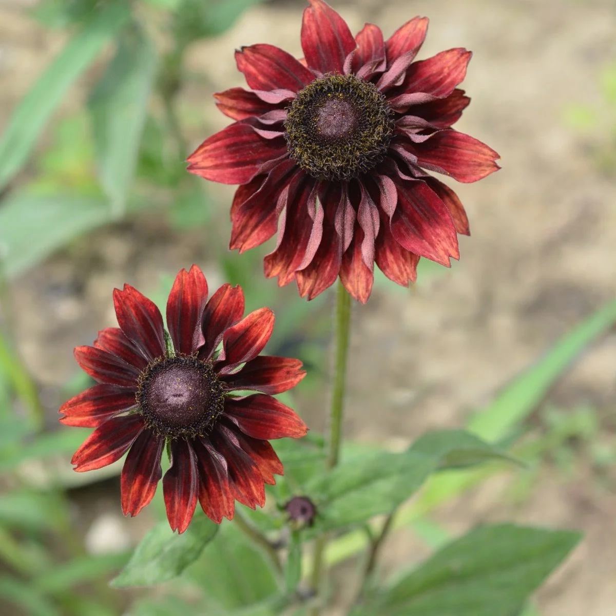 cherry-brandy_rudbeckia-hirta__photo__1200x1200.jpg