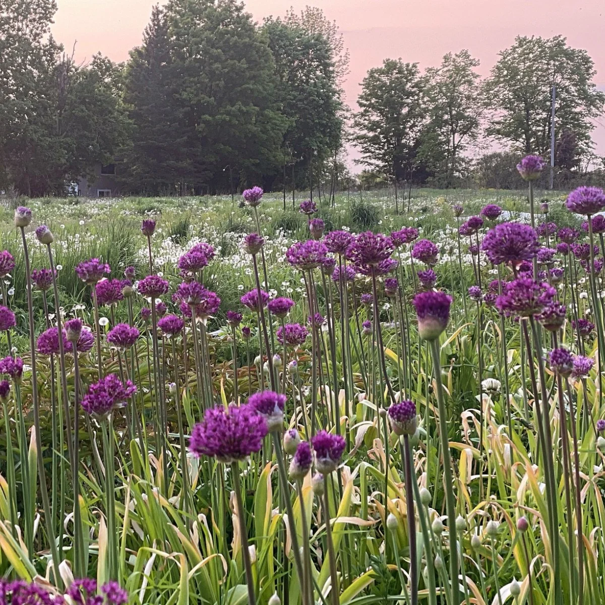 purple-sensation_allium__photo__1200x1200.jpg