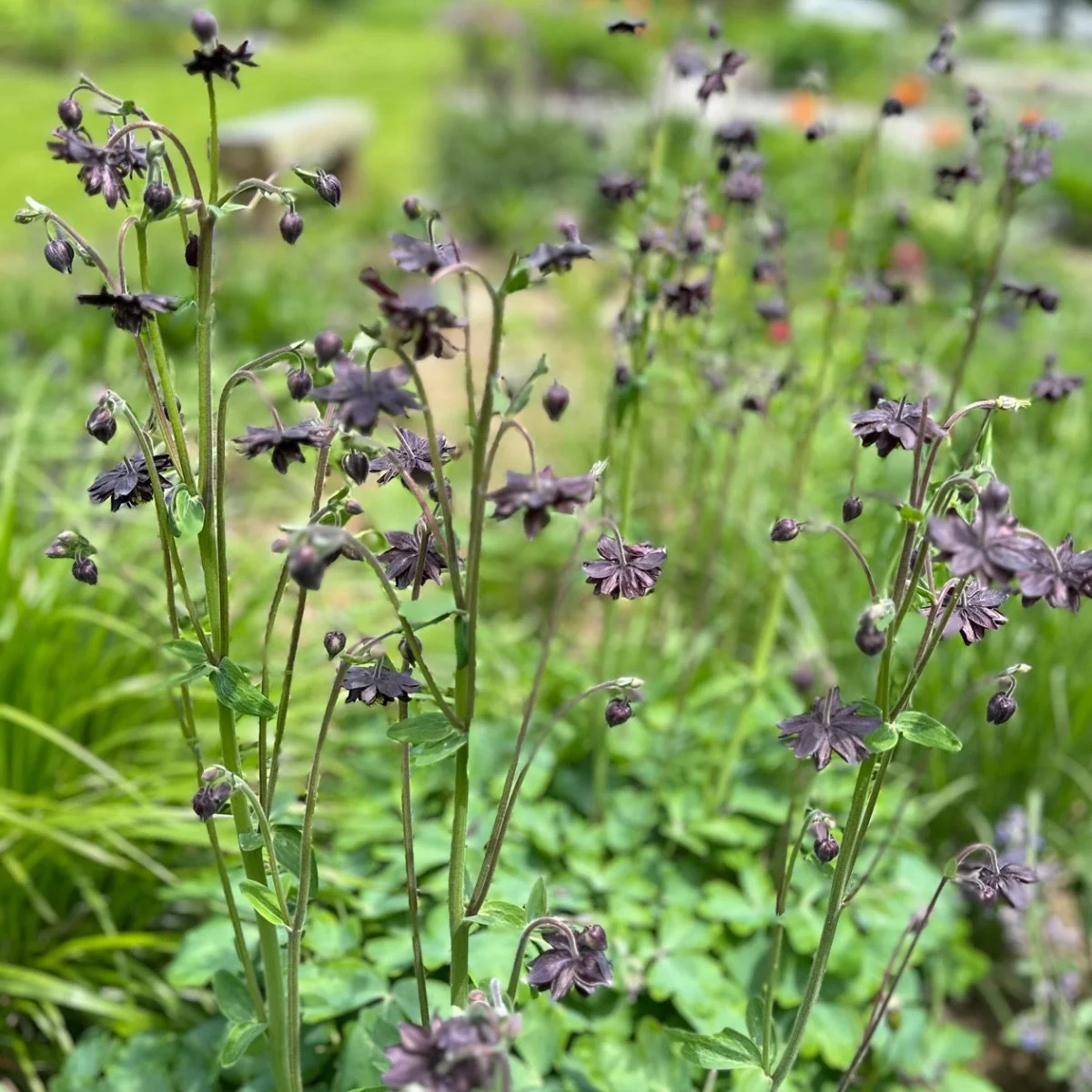 nora-barlow_aquilegia-vulgaris__photo__1200x1200.jpg