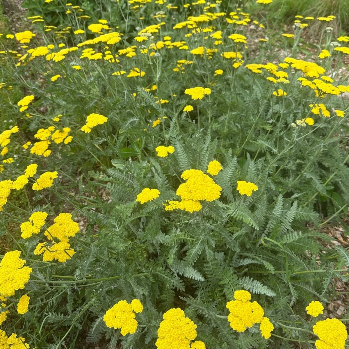 moonshine_achillea__photo__1200x1200.jpg