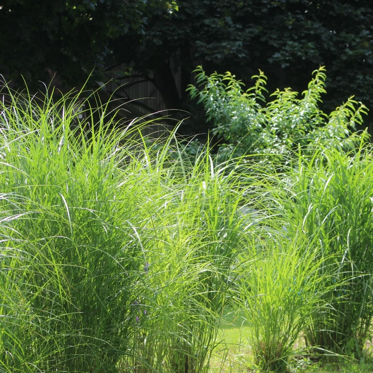giganteus_miscanthus-sinensis-giganteus__photo__1200x1200.jpg