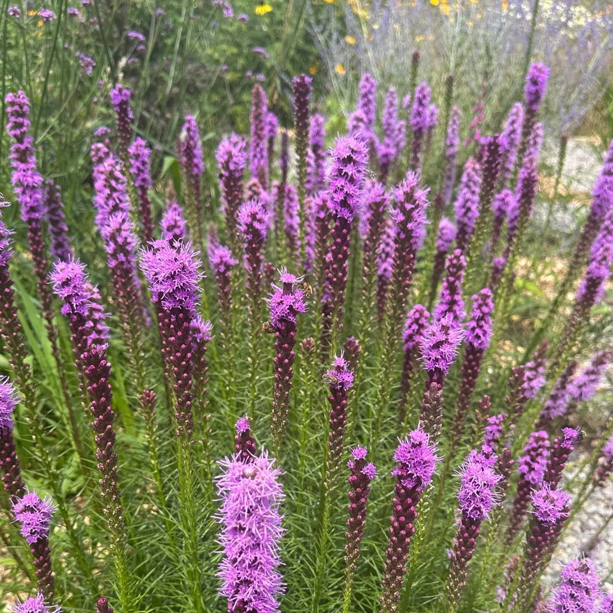 floristan-violet_liatris-spicata__photo__1200x1200.jpg