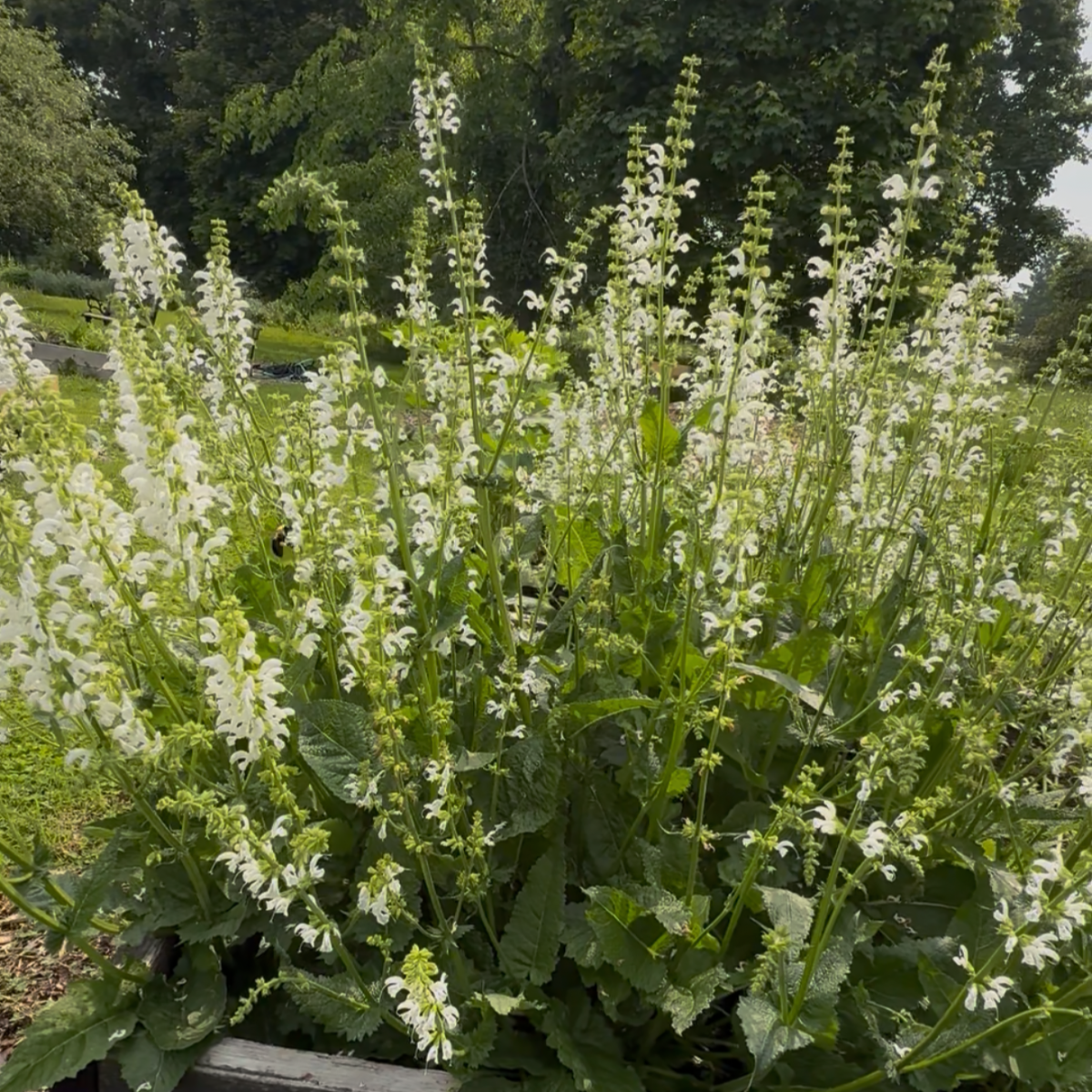 swan-lake_salvia-nemorosa__photo__1200x1200.png