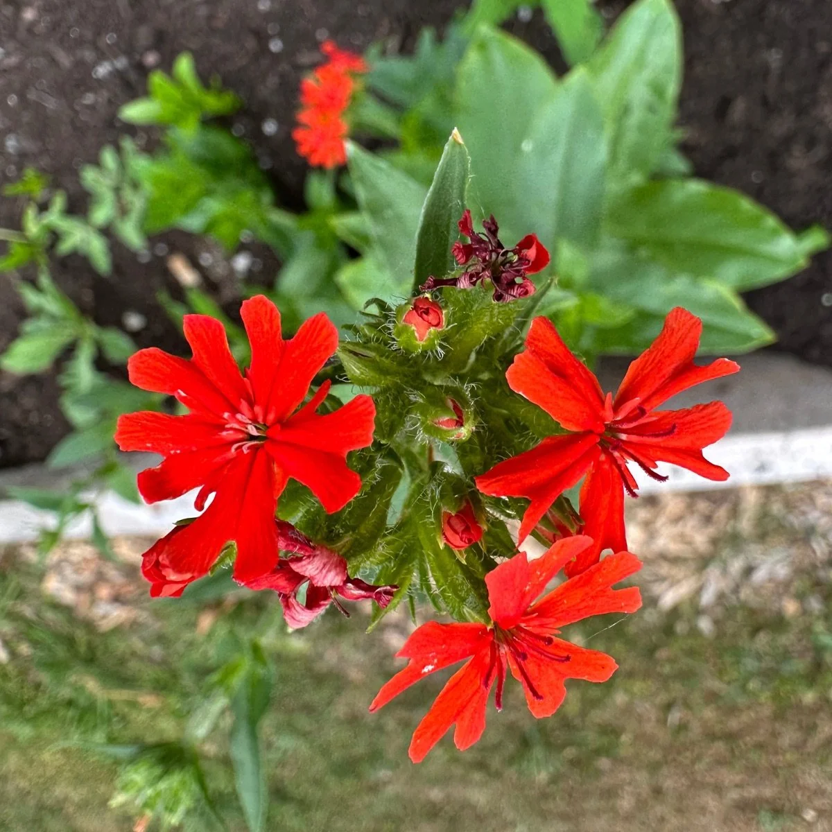 lychnis-chalcedonica__photo__1200x1200.jpg