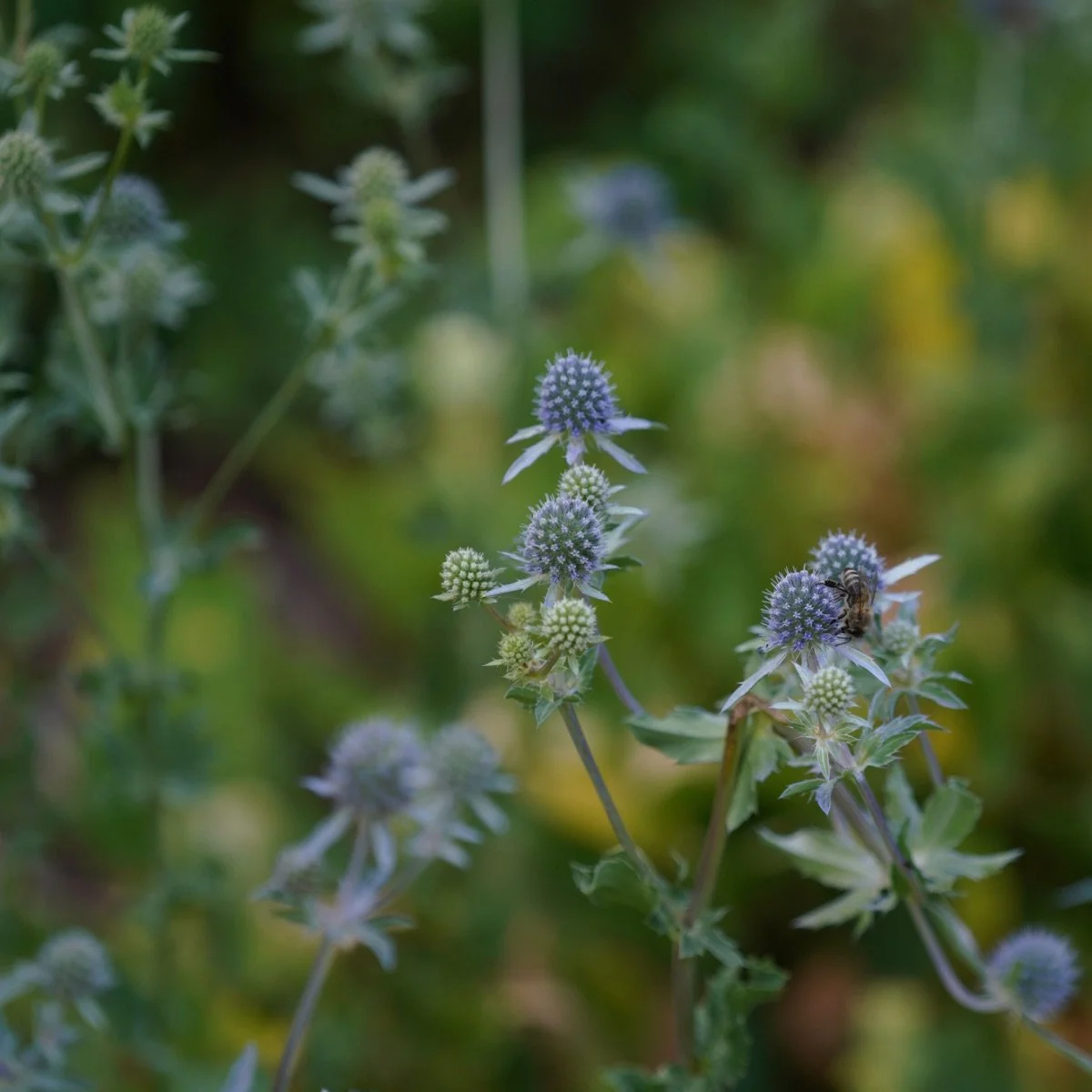 superbum_eryngium-planum__photo__1200x1200.jpg