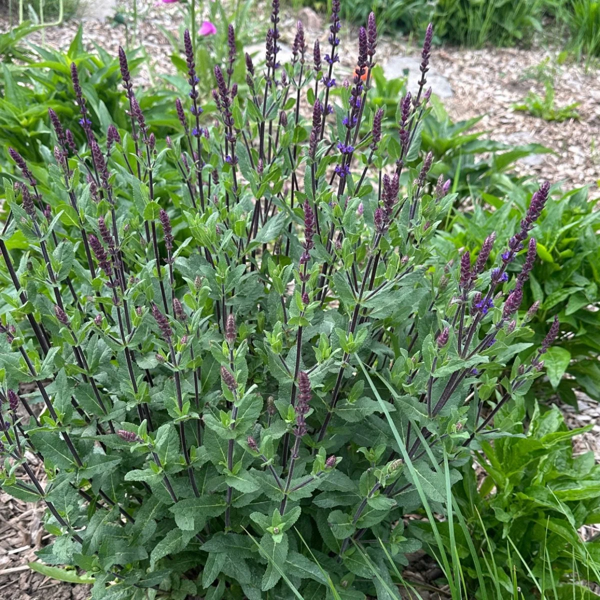 caradonna_salvia-nemorosa__photo__1200x1200.jpg