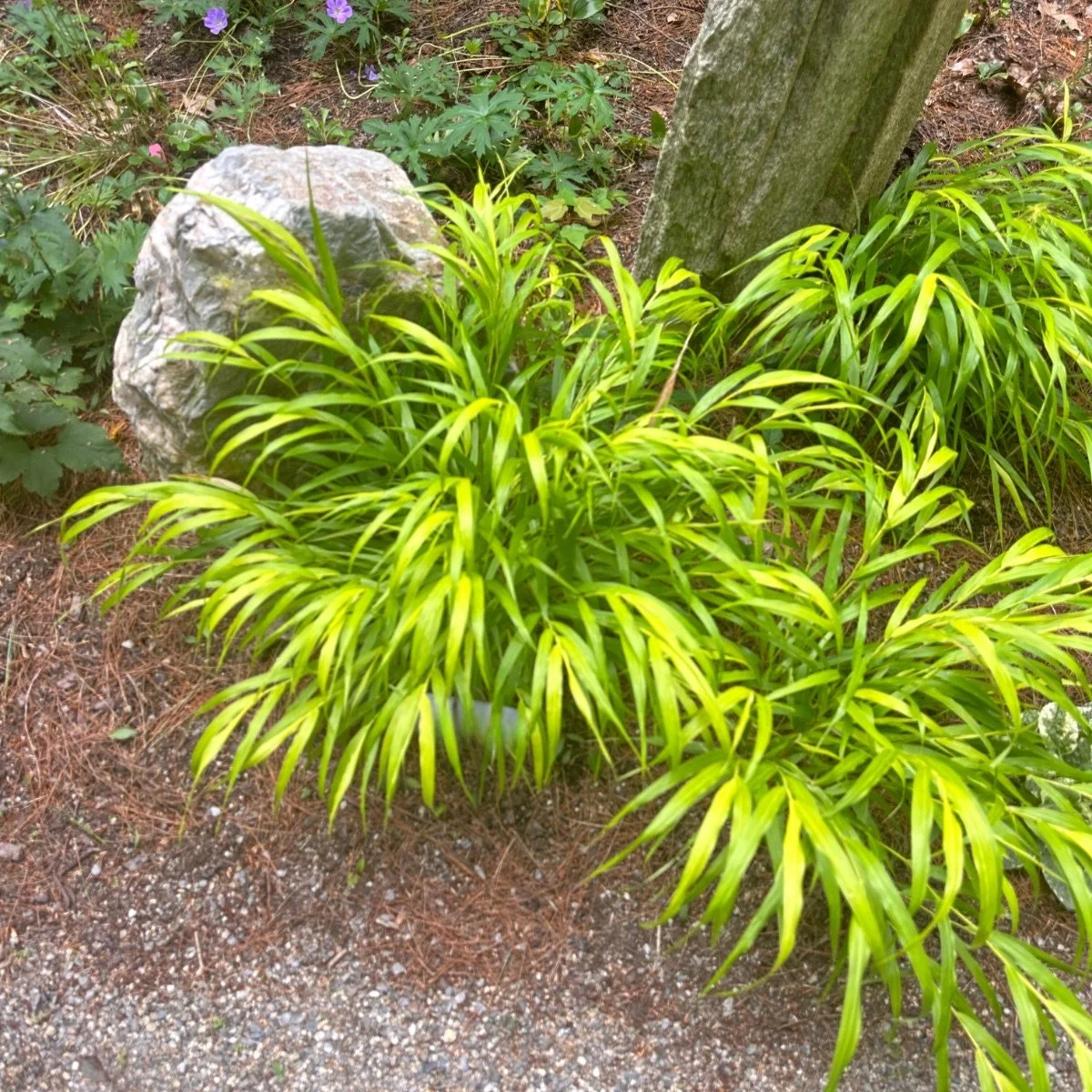 gold_hakonechloa-macra__photo__1200x1200.jpg
