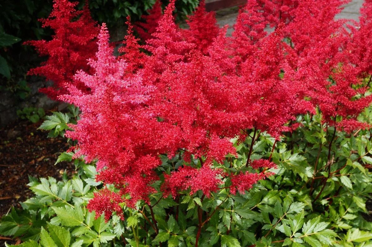 mighty-chocolate-cherry_astilbe__photo__1200x797.jpg