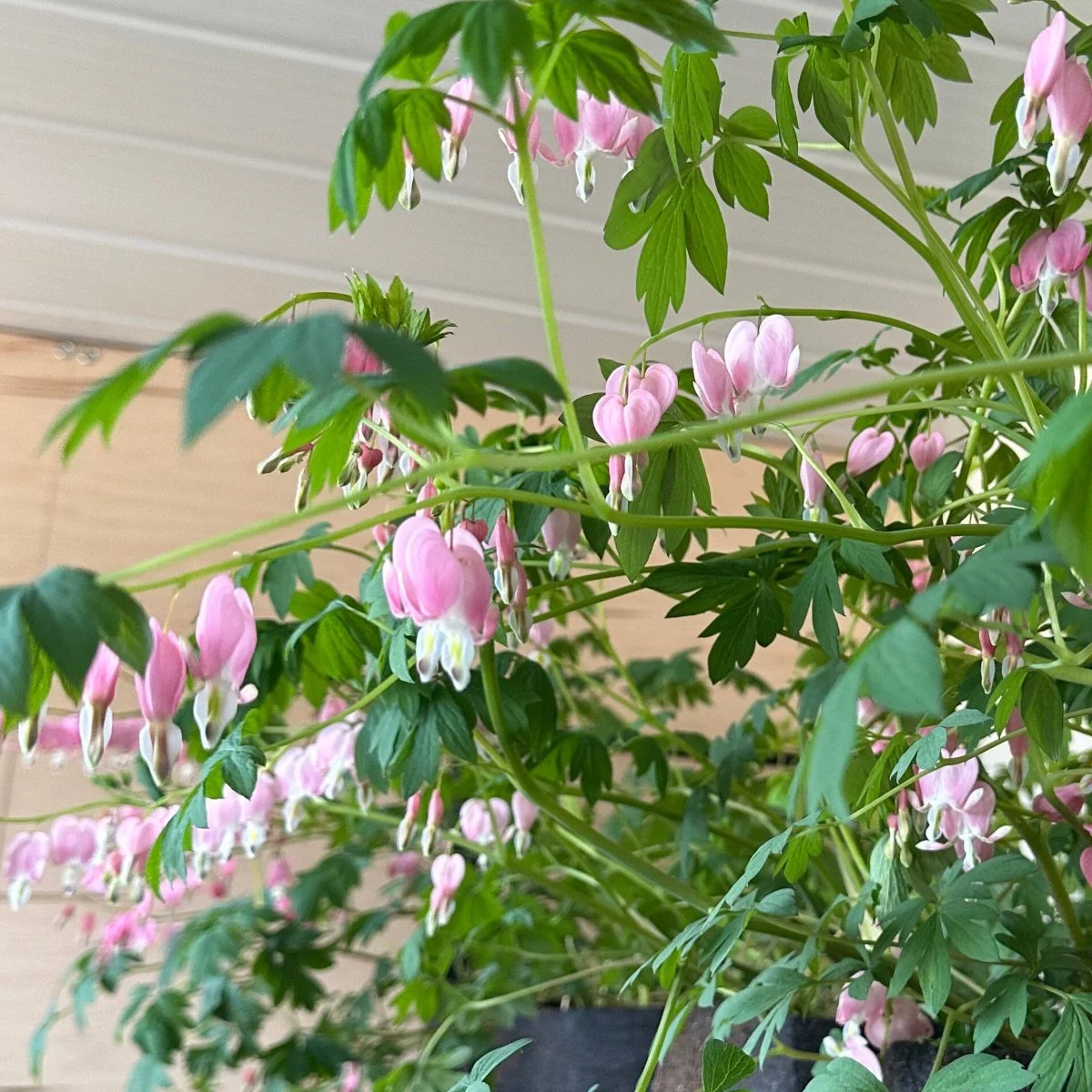 cupid_dicentra__photo__1200x1200.jpg