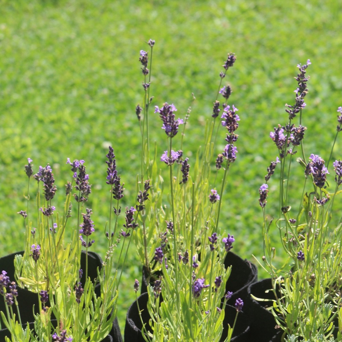 ellagance_lavandula-angustifolia__photo__1200x1200.jpg