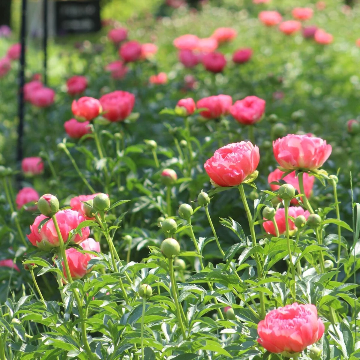 coral-charm_paeonia-lactiflora__photo__1200x1200.jpg