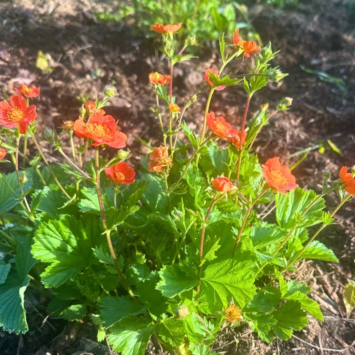koi_geum__photo__1200x1200.jpg