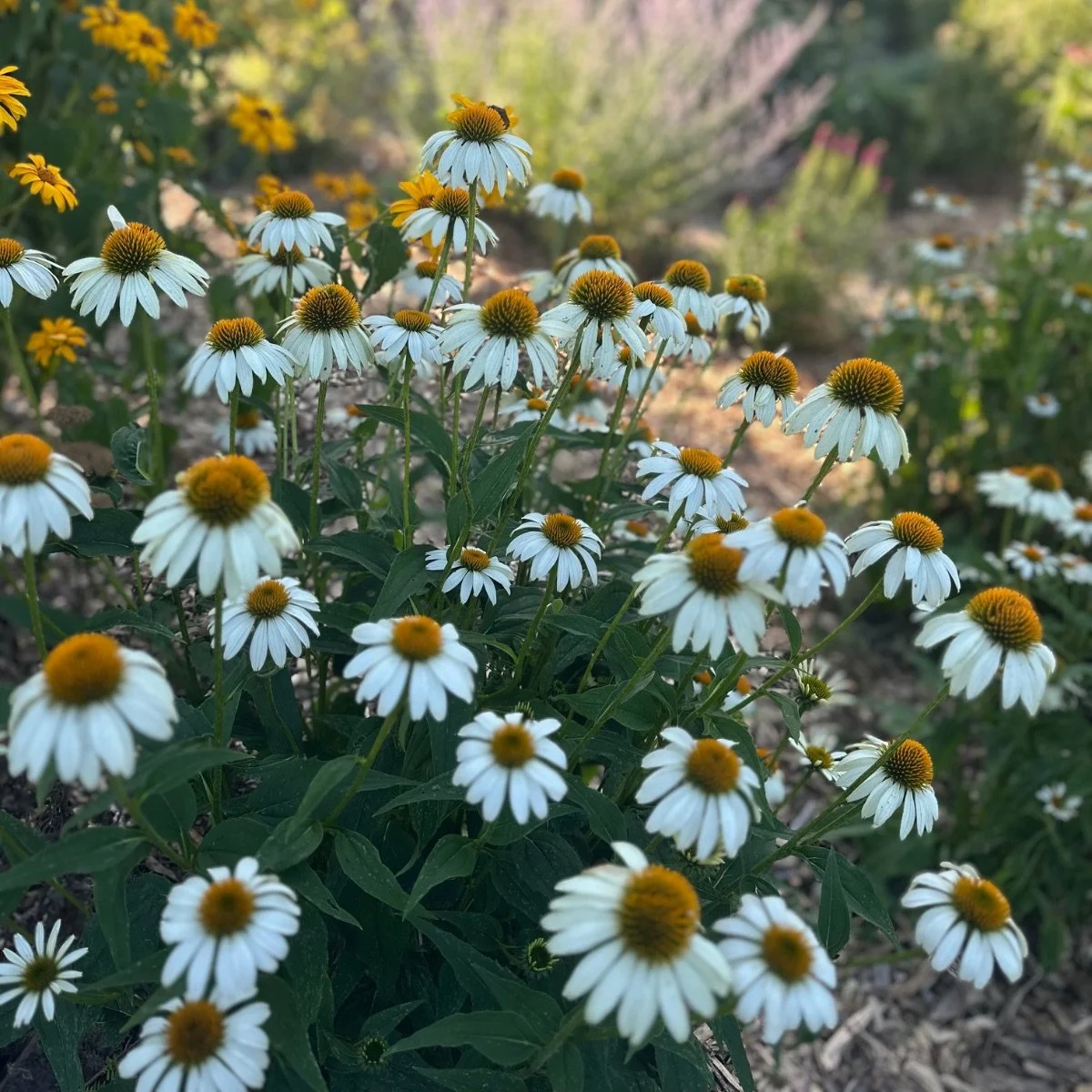 white-swan_echinacea-purpurea__photo__1200x1200.jpg