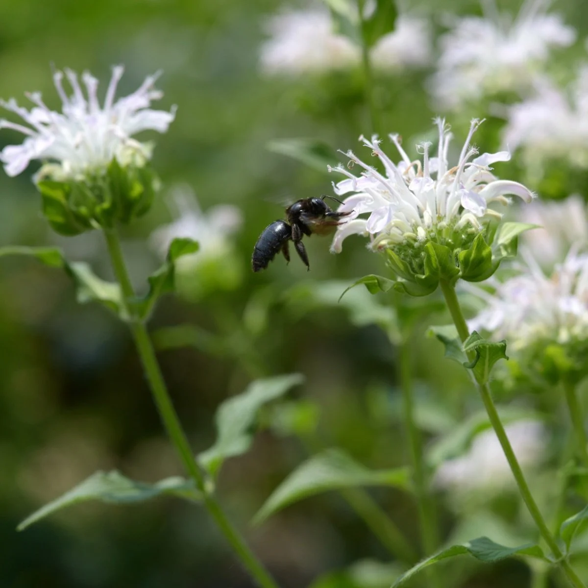 snow-white_monarda-didyma__photo__1200x1200.jpg