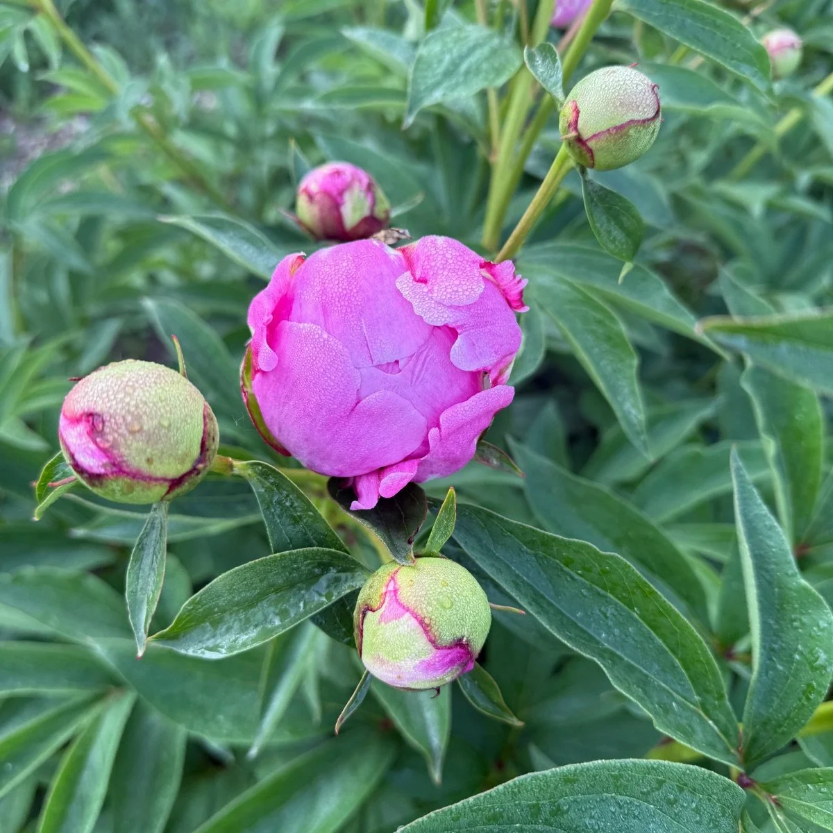 alexander-fleming_paeonia-lactiflora__photo__1200x1200.jpg