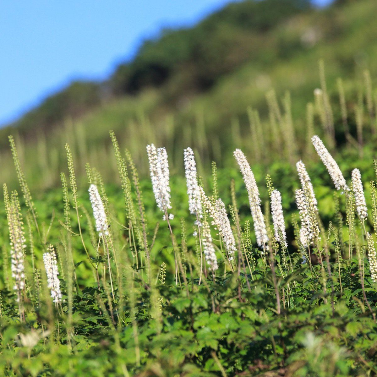 actaea-simplex__photo__1200x1200.jpg