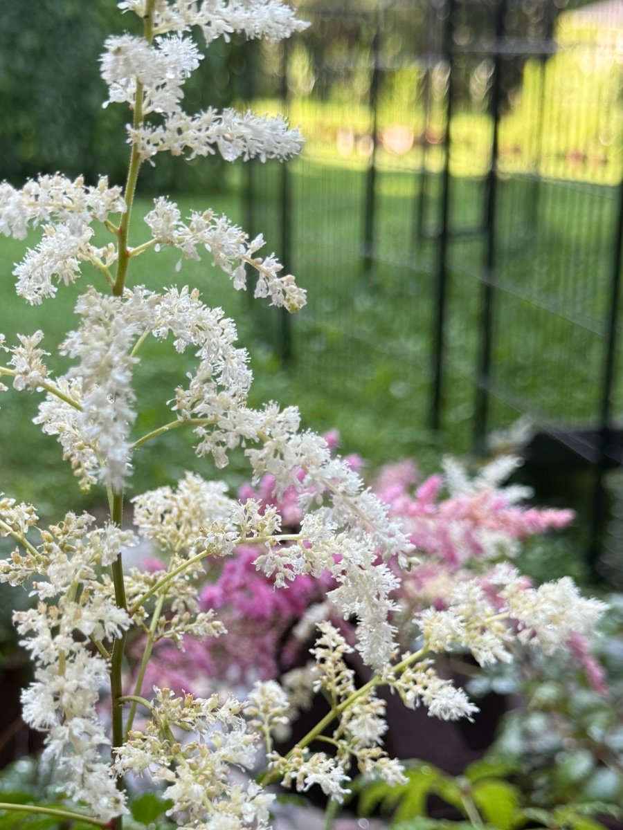 bridal-veil_astilbe__photo__900x1200.jpg