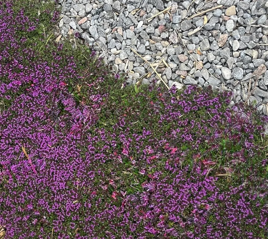 magic-carpet_thymus-serpyllum__photo__923x823.jpg