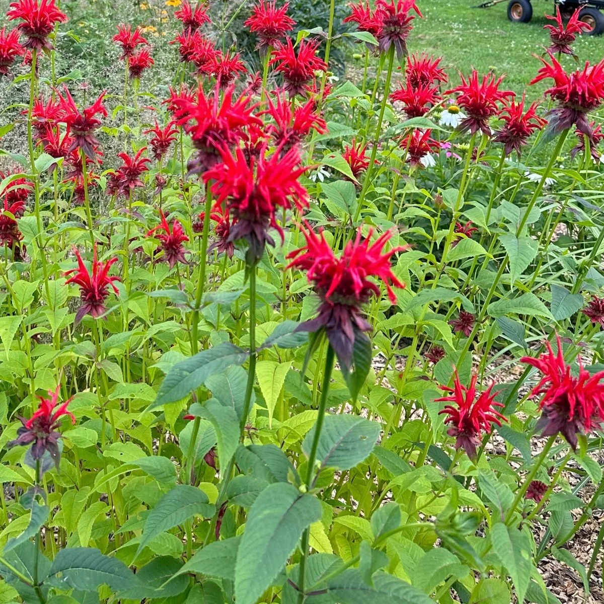 panorama-red_monarda-didyma__photo__1200x1200.jpg