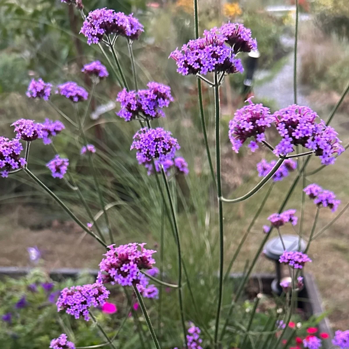 verbena-bonariensis__photo__1200x1199.jpg