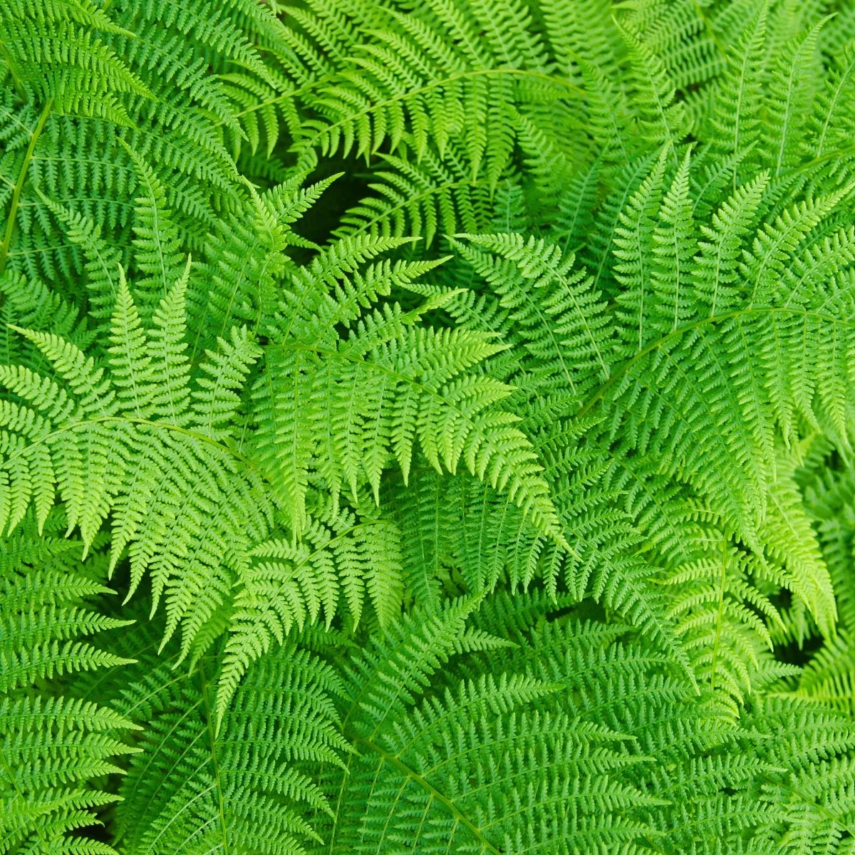 limelight_fern-athyrium__photo__1200x1200.jpg