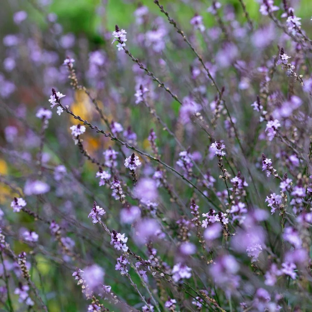 bampton_verbena-officinalis-var-grandiflora__photo__1000x1000.jpg
